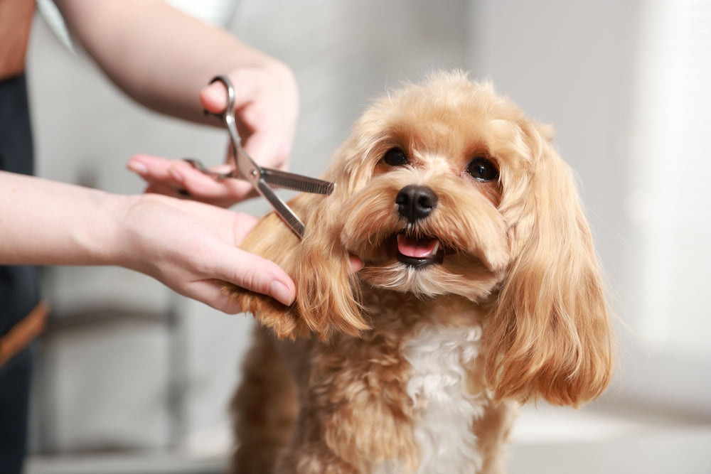 Grooming Kits | Meta